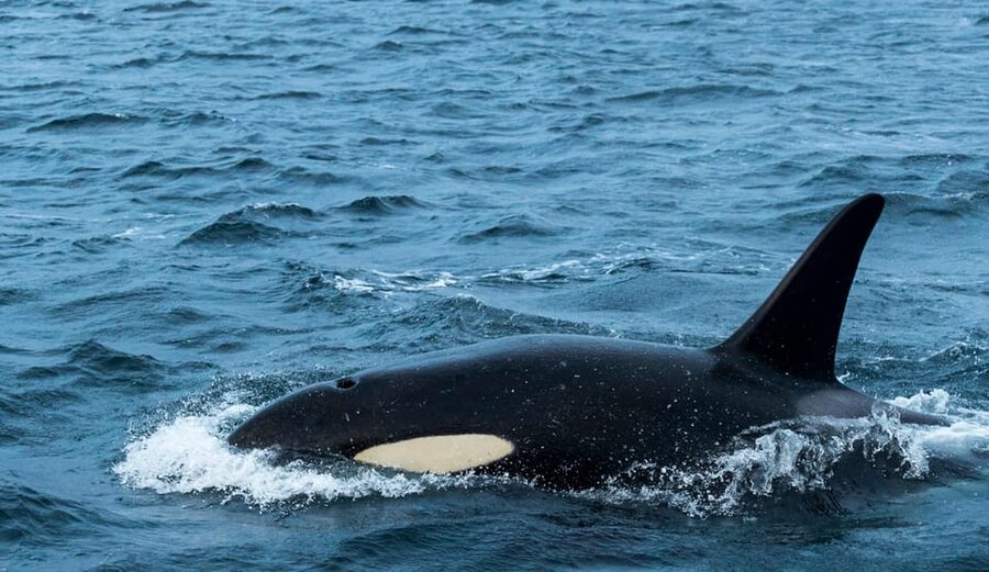 Whale Watching RIB Safari at Skjervøy - Why Skjervøy is the place for this safari