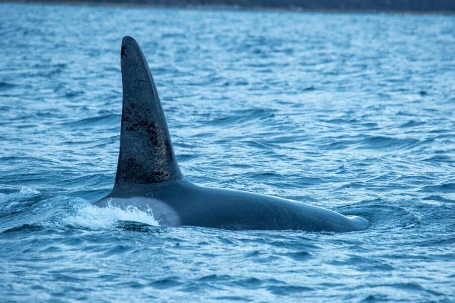Whale Watching RIB Safari at Skjervøy - The price and the real value