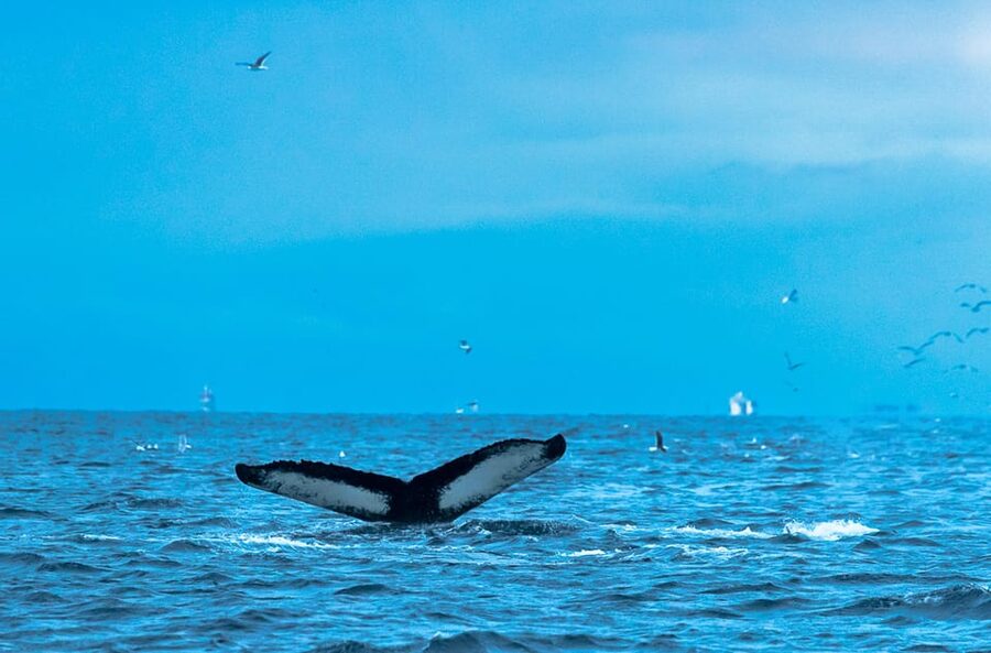 Whale Watching RIB Safari at Skjervøy - Cold, motion, and who should skip it