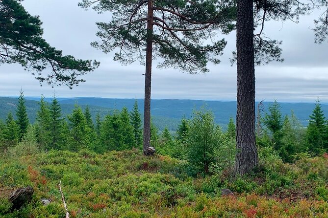 Wildlife Forest Hike - Ending at Sognsvann and returning by metro