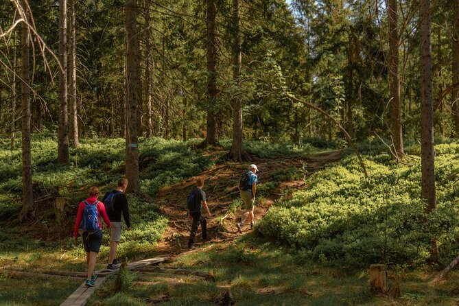 Wildlife Forest Hike - Climbing Skjennungstoppen for the payoff