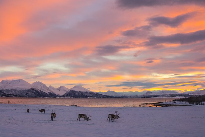 Winter Fjord Road Trip with Wandering Owl - Wildlife watching without false promises