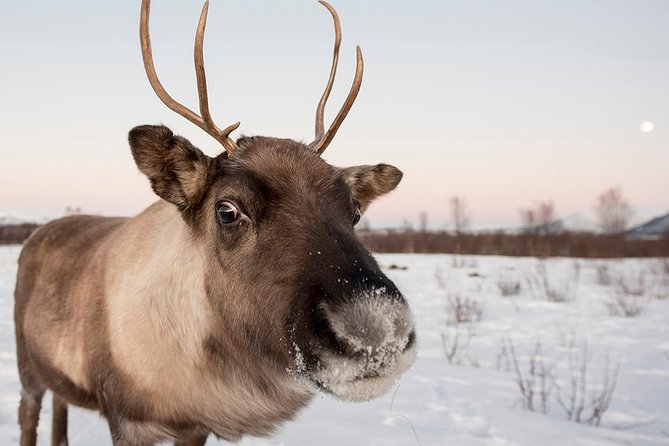 Winter Fjord Road Trip with Wandering Owl - The Tromsø meeting point and the ride west